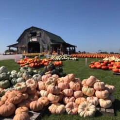 PUMPKIN PATCH